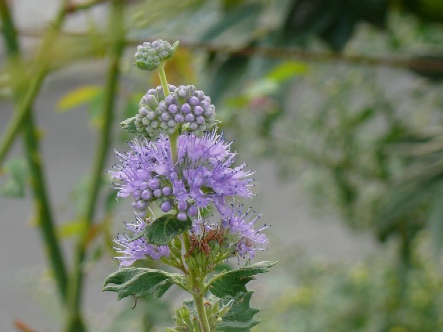 今日の花たち_e0086880_1673752.jpg