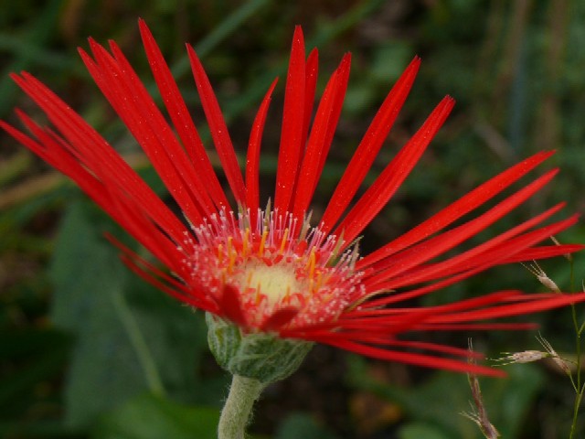 今日の花たち_e0086880_1684258.jpg