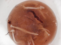 e0032686_1113389.jpg