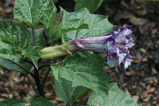 ナス科 Solanaceae えるだまの植物図鑑