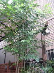 e0048503_1859281.jpg