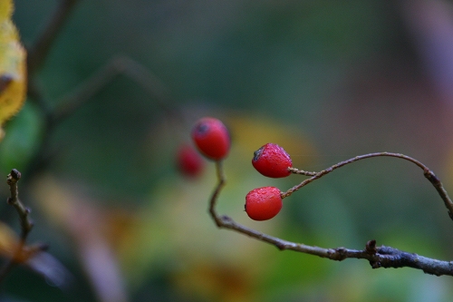 森林公園の紅葉_e0092203_518299.jpg