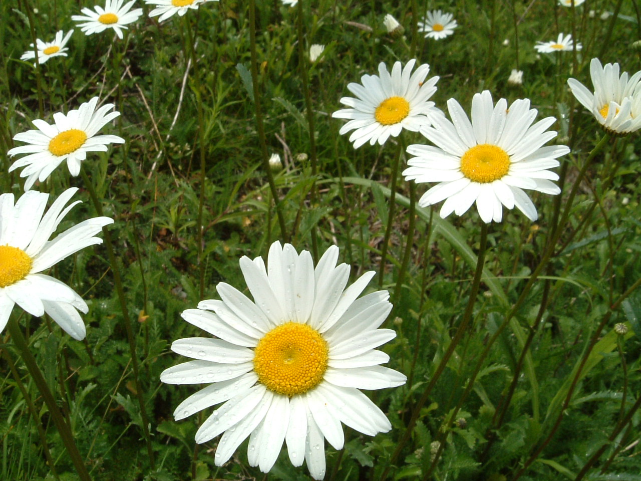 c0097754_18291045.jpg