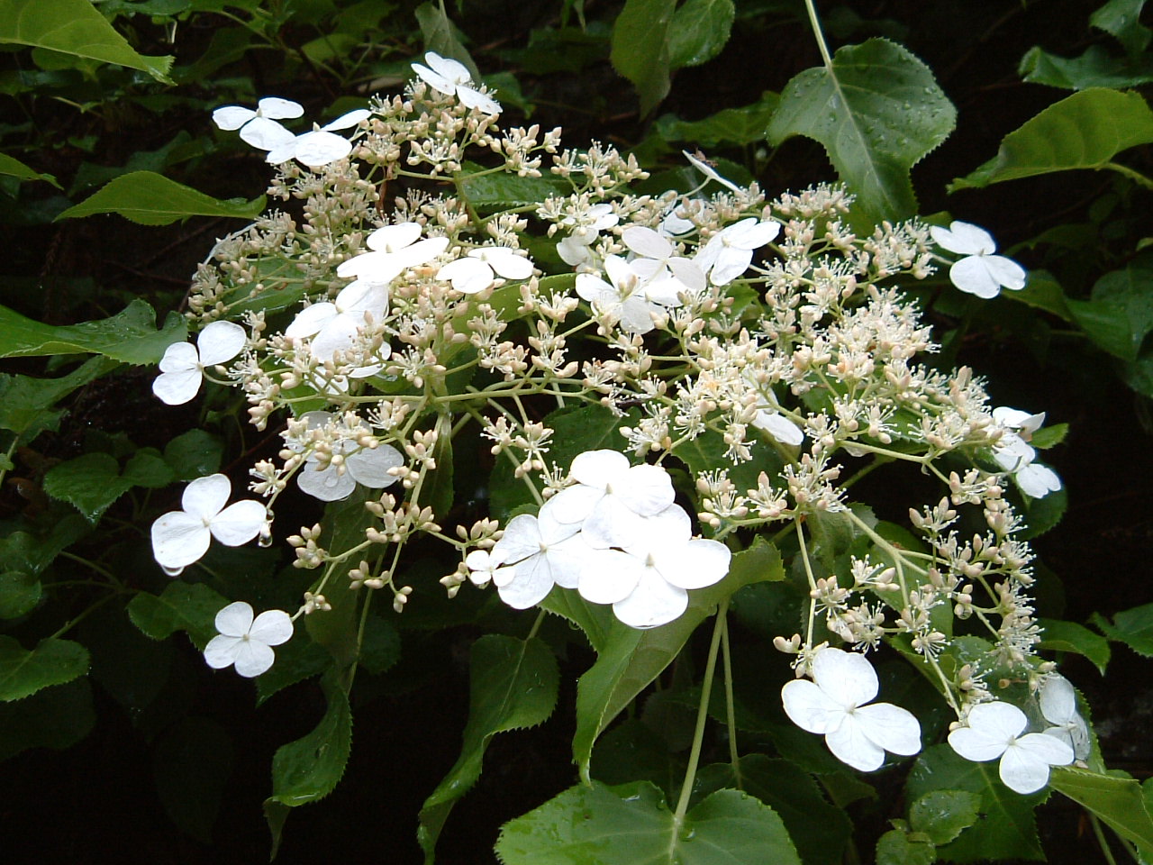 c0097754_1829554.jpg