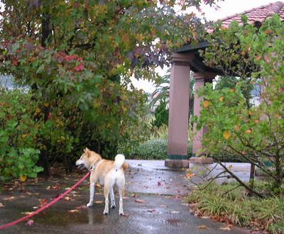 2006年10月29日(日)雨上がりの紅葉_f0060461_9593692.jpg