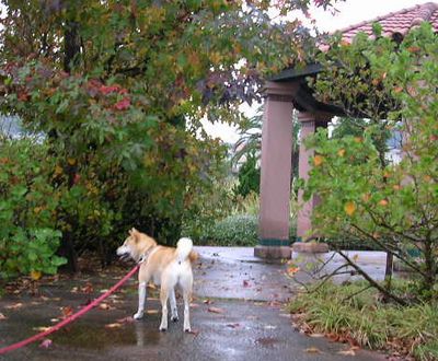 ２００６年１０月２９日（日）雨上がりの紅葉_f0060461_9593692.jpg