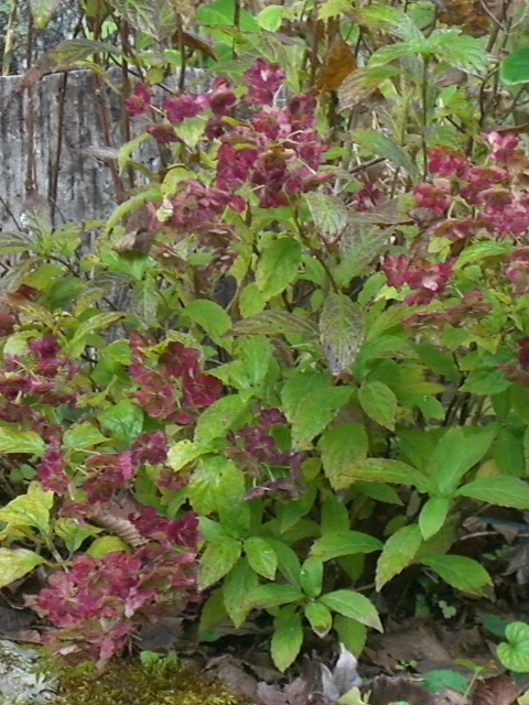 e0017562_0335411.jpg