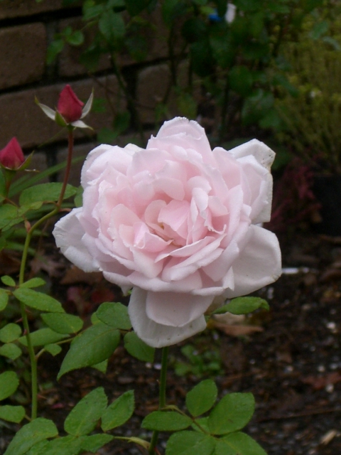 e0017562_0425715.jpg