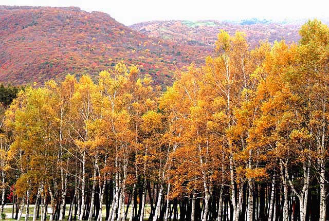 東北の紅葉　　　　八幡平_b0047206_14491218.jpg