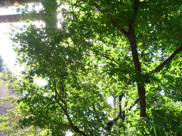 a0088007_165747.jpg