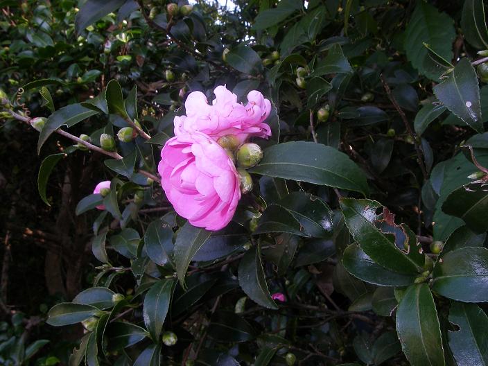 c0097309_11204048.jpg