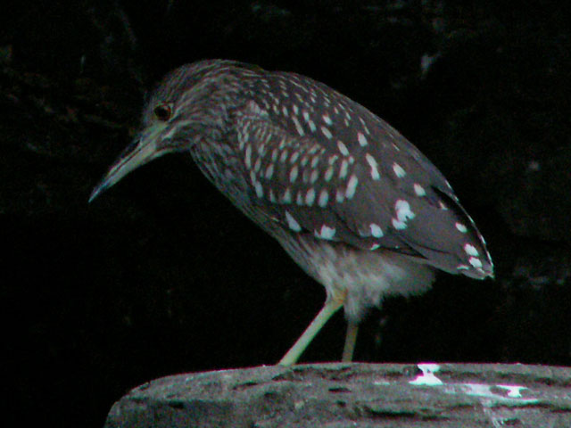 星五位（ホシゴイ）/五位鷺（ゴイサギ）の幼鳥_d0042815_722432.jpg