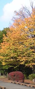 d0086022_1993120.jpg