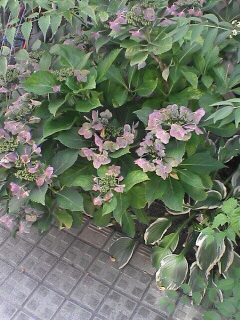 d0070047_15505913.jpg
