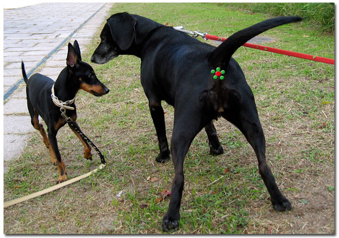 広公の犬友さん達★いらっしゃい♪_c0067449_13394.jpg