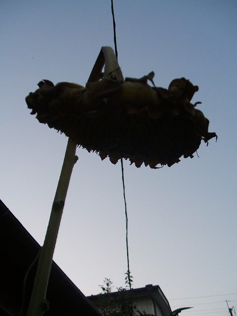 a0017161_730120.jpg