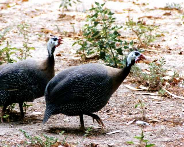 ホロホロ鳥はにわとり 写真でイスラーム