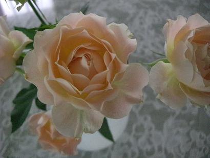 Ｒｏｓｅ　ｏｆ　Ｔｅｒｒａ_b0105897_19141072.jpg