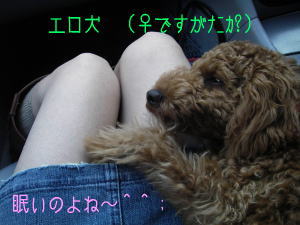 犬ビンボー_b0063399_1843497.jpg