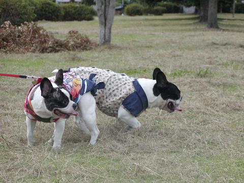 奈良・朱雀門～パンダさん主催オフ会♪（アルバム）_f0032507_18285512.jpg