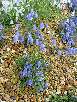 e0001735_8349.jpg