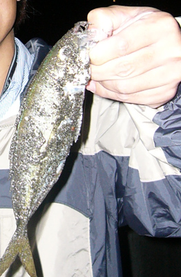 b0067346_1543420.jpg