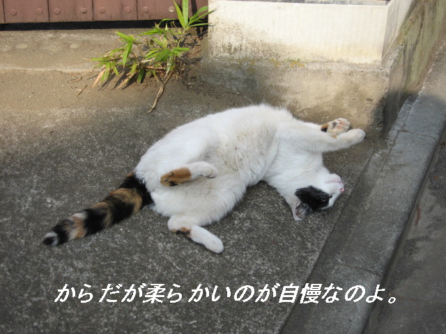 【猫の秋】_b0009849_1829307.jpg