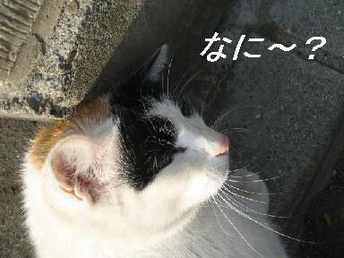 【猫の秋】_b0009849_1829355.jpg