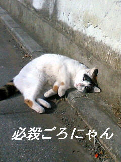 【猫の秋】_b0009849_18323417.jpg
