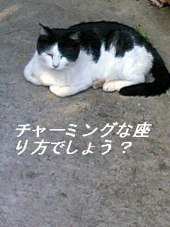 【猫の秋】_b0009849_1838043.jpg