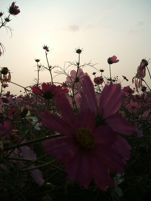 a0017161_11475561.jpg