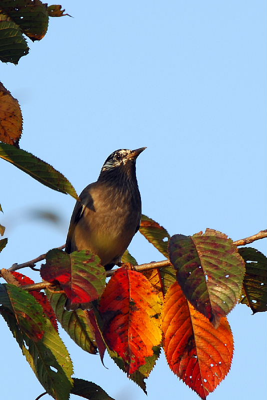 紅葉とムクドリ_f0059882_18175729.jpg