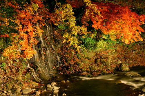 紅葉ライトアップ【1】　中野もみじ山（青森県黒石市）_b0072697_1983666.jpg