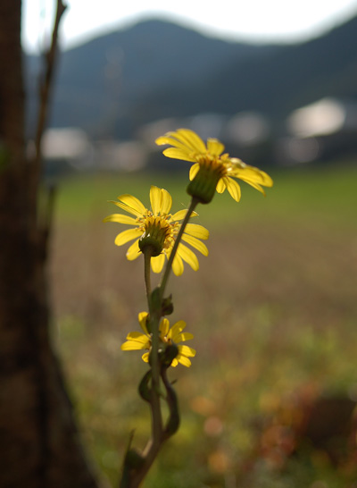 ツワブキの花    　　石蕗_d0072720_13521516.jpg