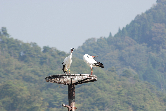 コウノトリの郷公園　その２_c0096053_17114337.jpg