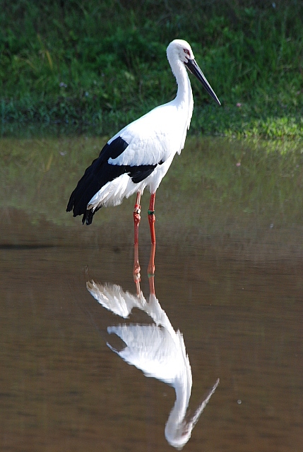 コウノトリの郷公園_c0096053_173236.jpg