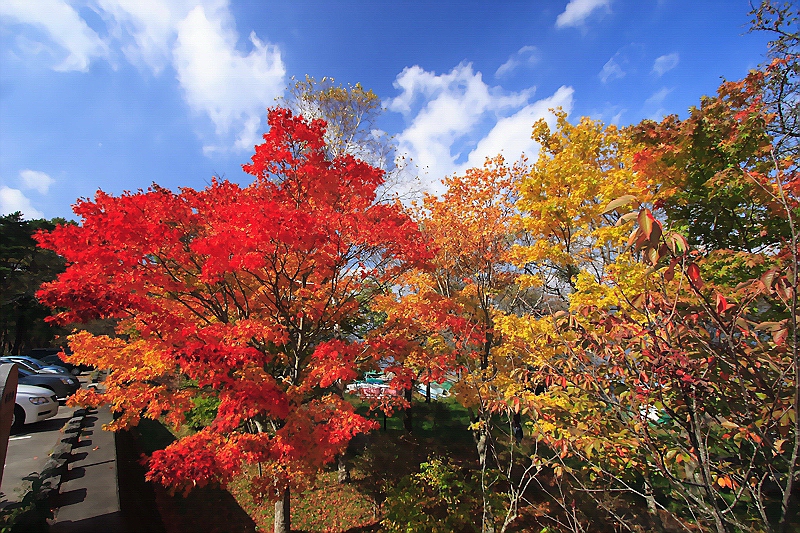 紅葉シリーズ、第三段。_f0105478_011917.jpg