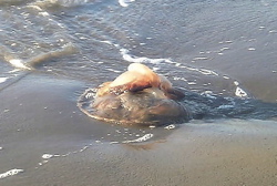 e0019280_1203678.jpg