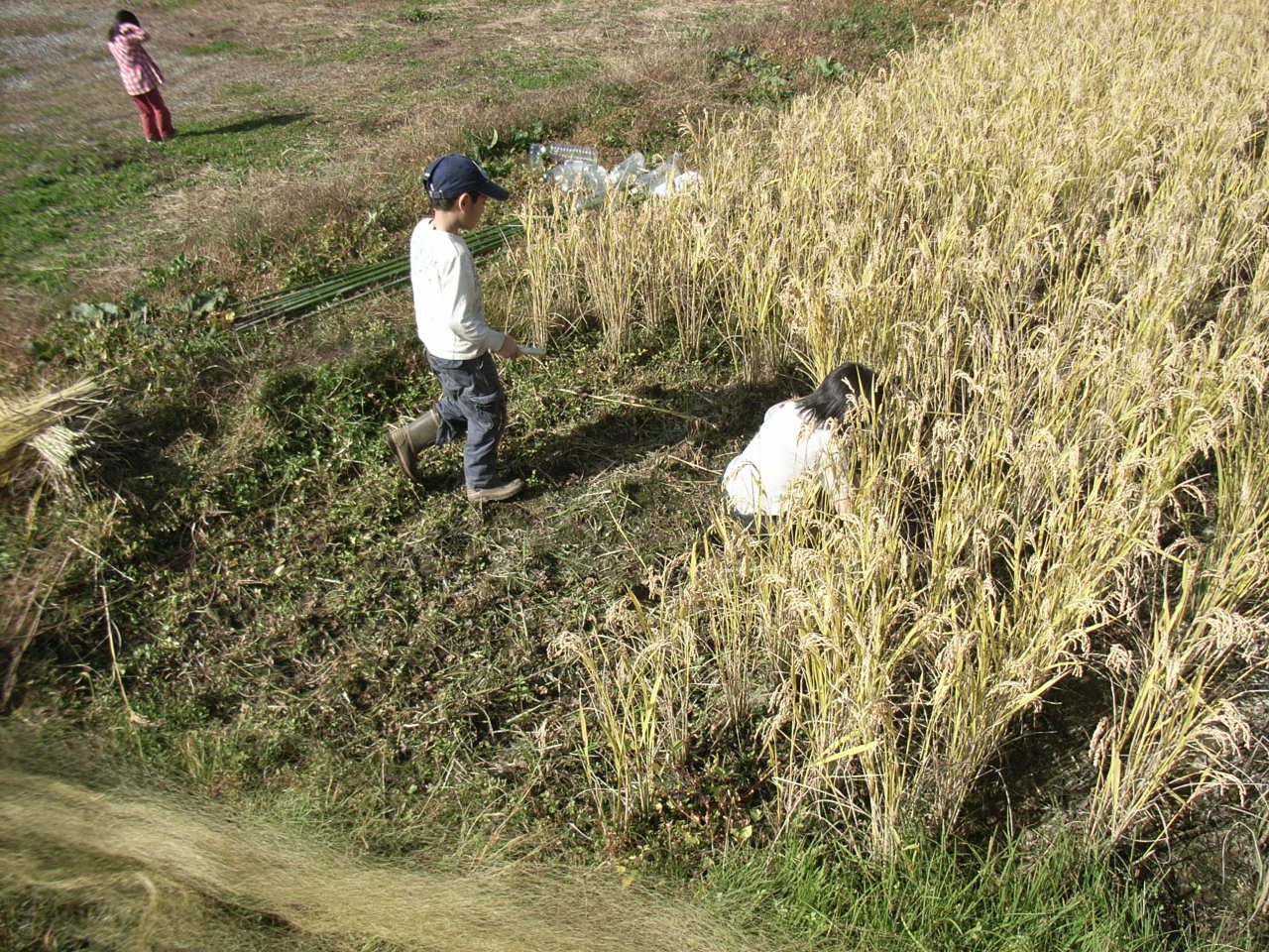 十月末の田圃で刈入れ＠信州ーその２０_d0056382_12323838.jpg