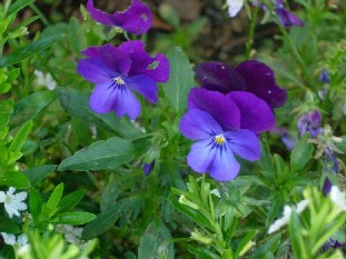 c0072993_1185027.jpg