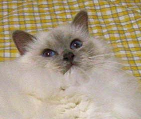 a0045697_22474569.jpg