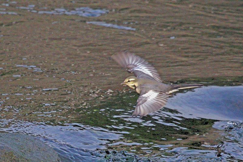 またまま近所の公園で_b0024798_5541197.jpg