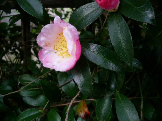 垣根に咲く花 庭の四季 コーヒータイム
