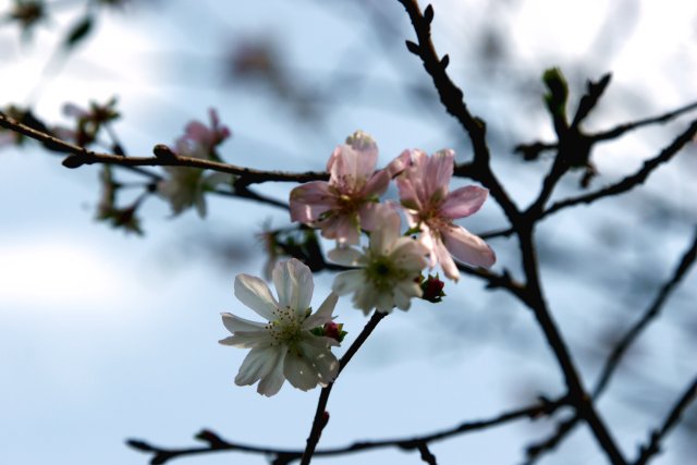 新宿御苑で見た花_f0044056_1344297.jpg