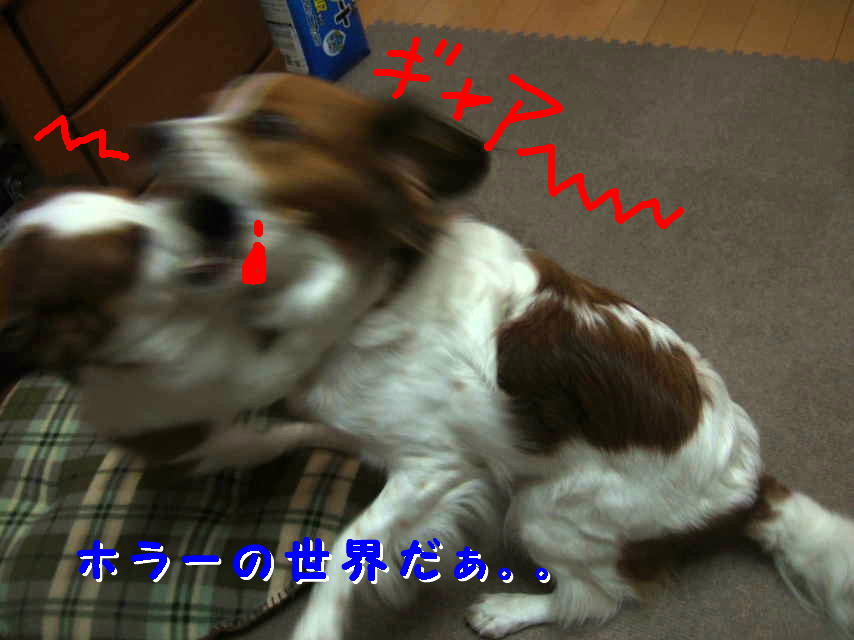 c0075585_1383863.jpg