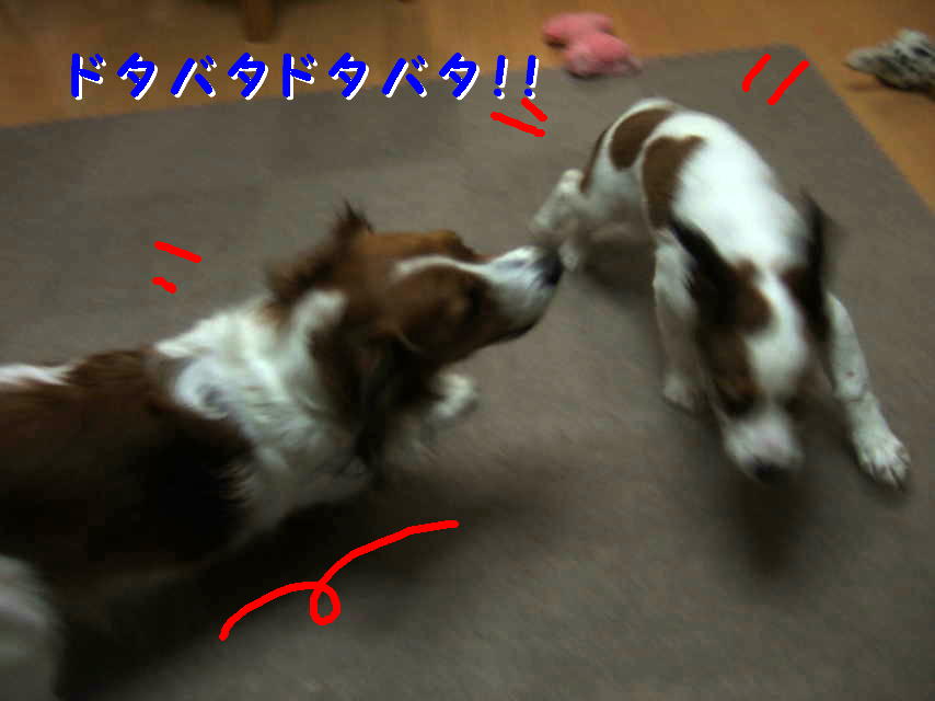 c0075585_138413.jpg