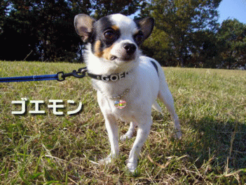 e0032508_1924695.gif