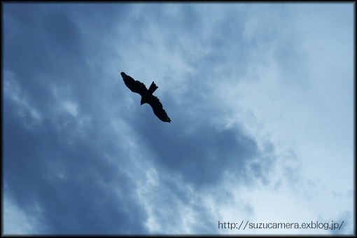 Bird_f0100215_312352.jpg