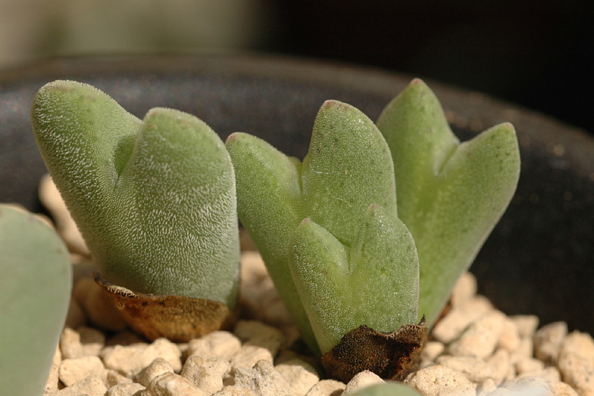 Conophytum bilobum subsp. claviferens : conocono's