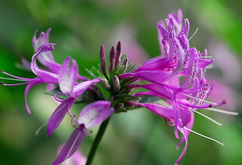 ヒポエステス アリスタータって キレイな花 私のデジタル写真眼